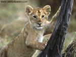Animals_047