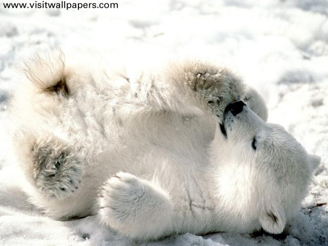 Animals_050