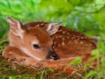 Animals_056