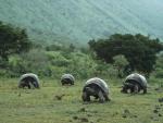 Animals_057