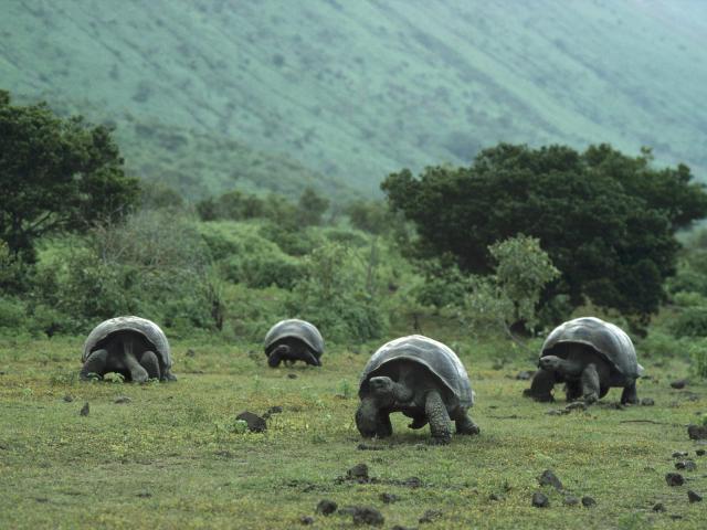 Animals_057