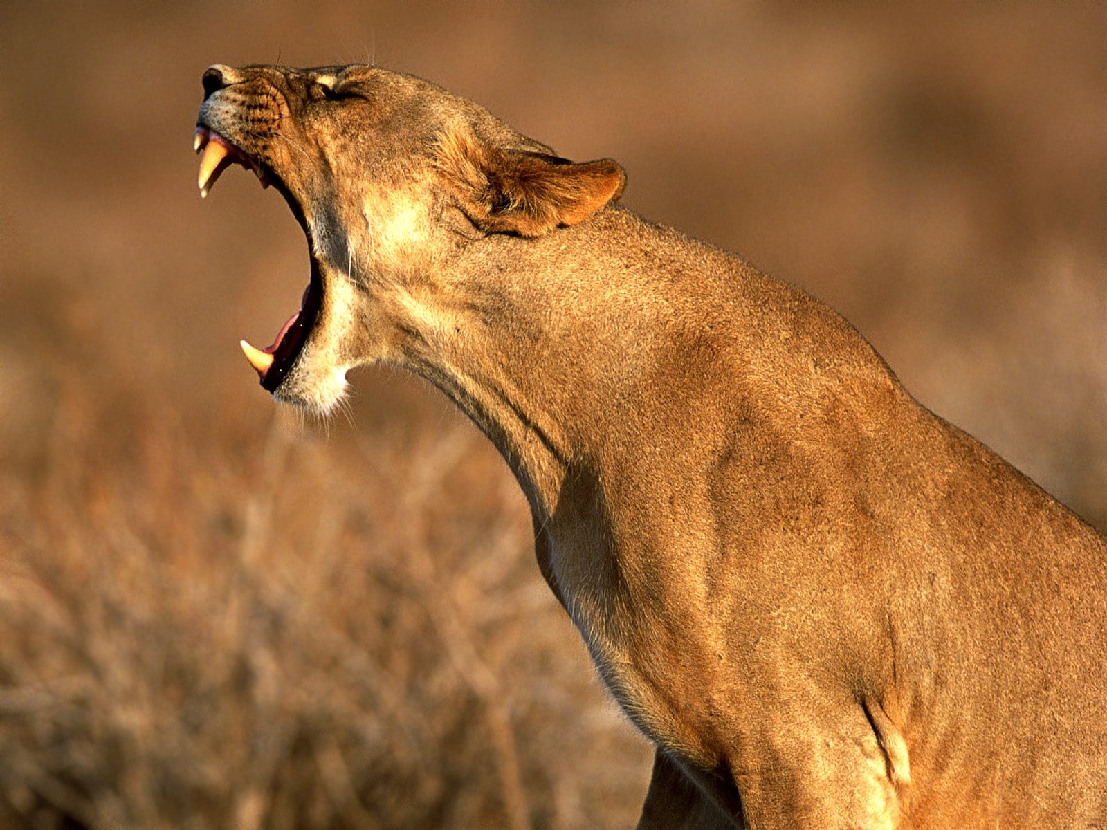 Queen_of_the_Jungle