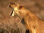 Queen_of_the_Jungle