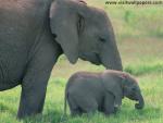 Animals_060