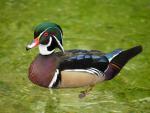 Wood_Duck