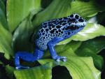 Animals_063