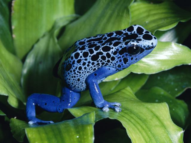 Animals_063