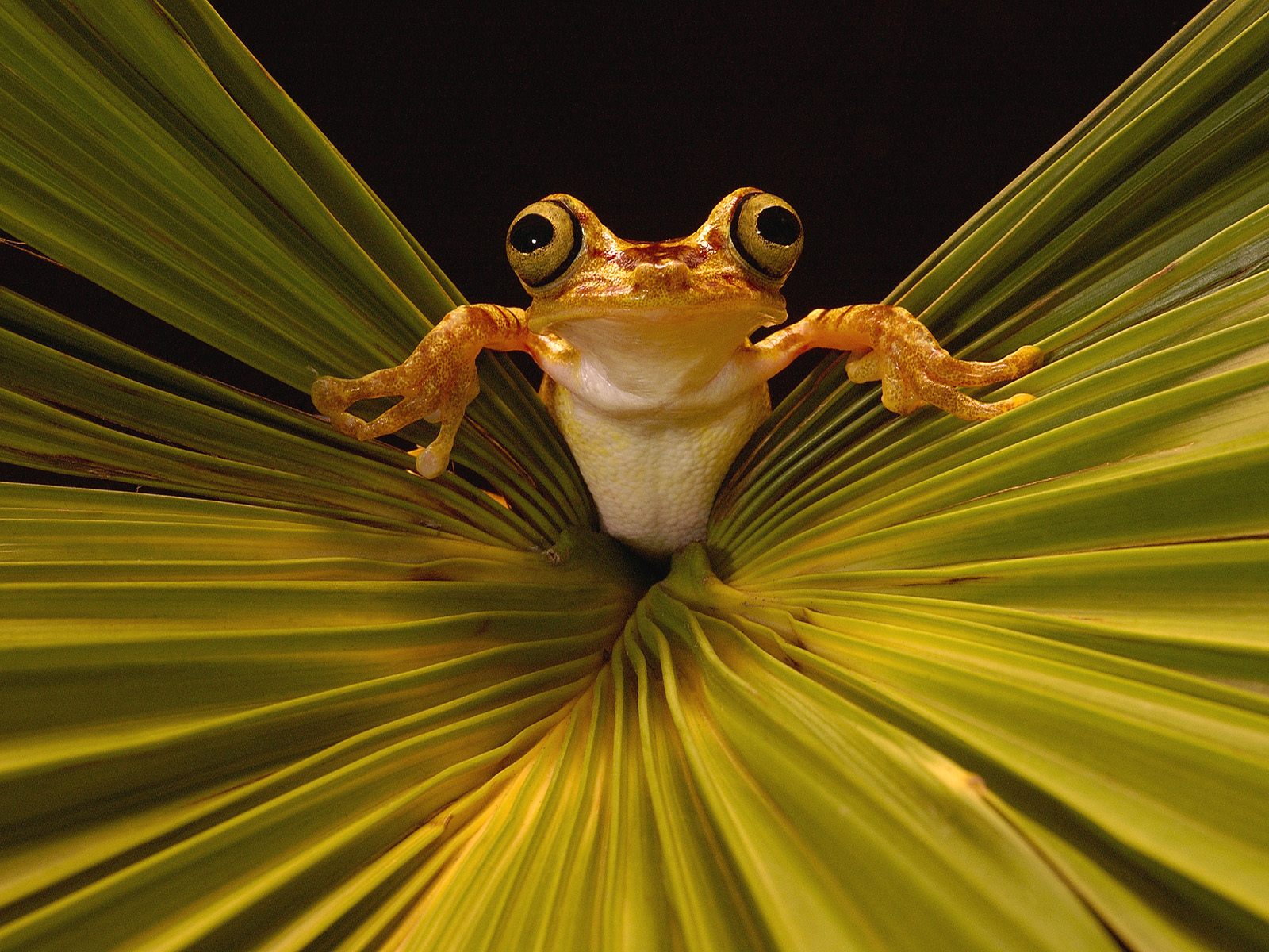 Animals_064