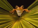 Animals_064