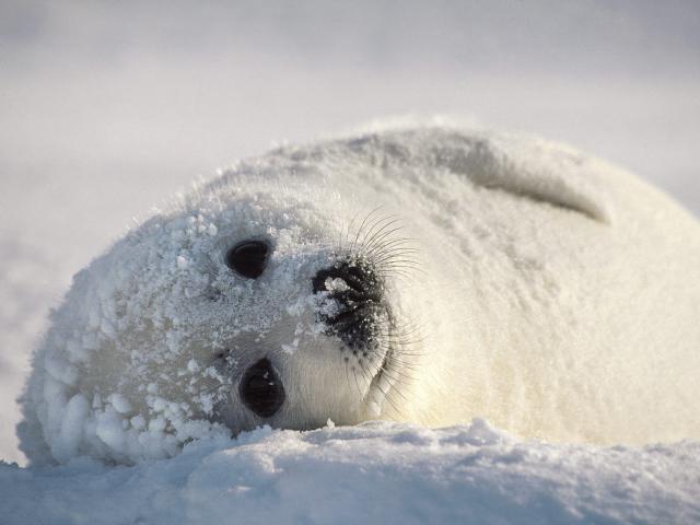 Snow_Bed_Harp_Seal