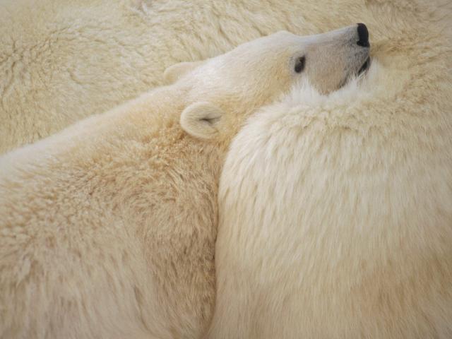 Snuggle_Time