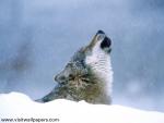 Winter_Howl