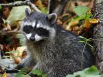 Young_Raccoon