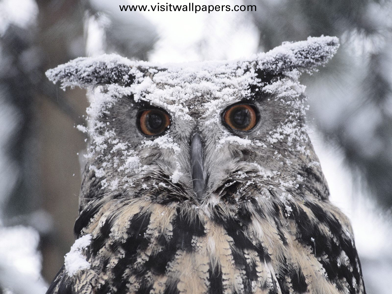 Animals_067