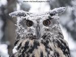 Animals_067