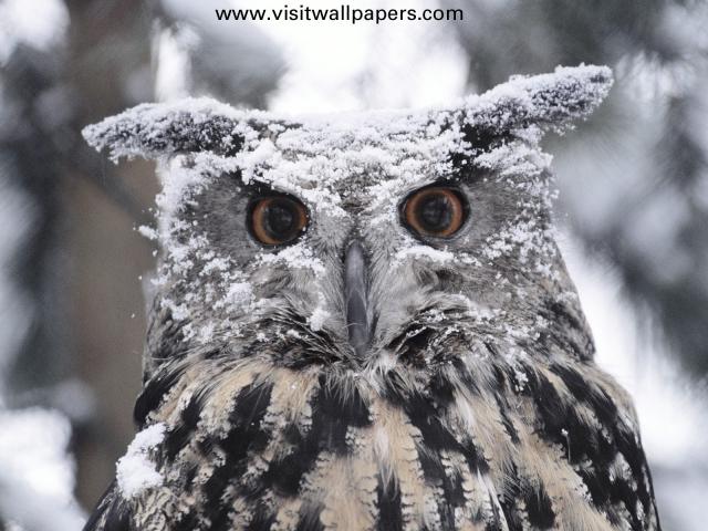 Animals_067