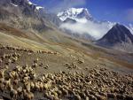 Animals_068