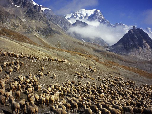 Animals_068