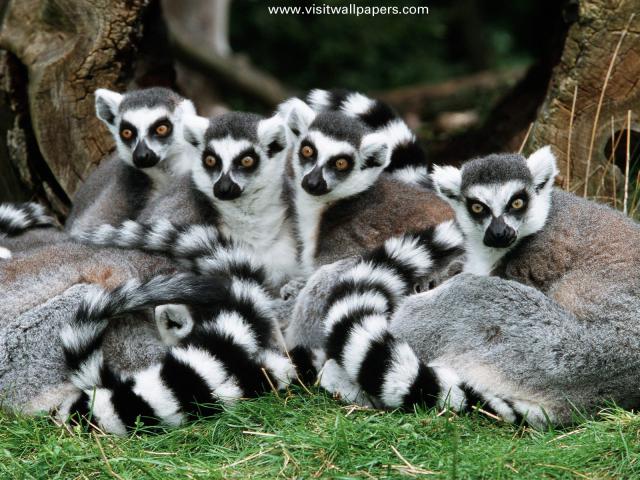 Animals_070