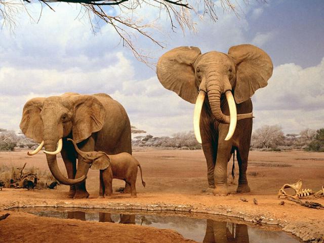 Animals_072