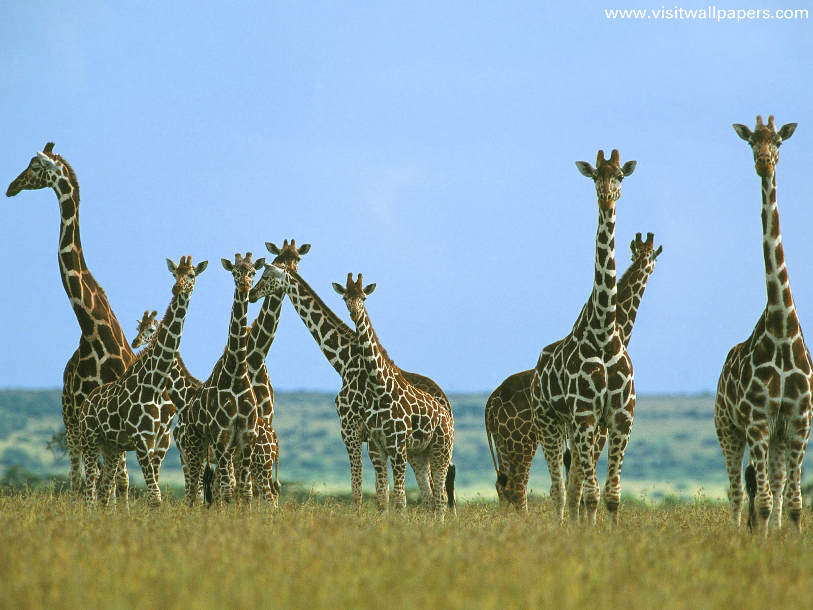 Animals_076