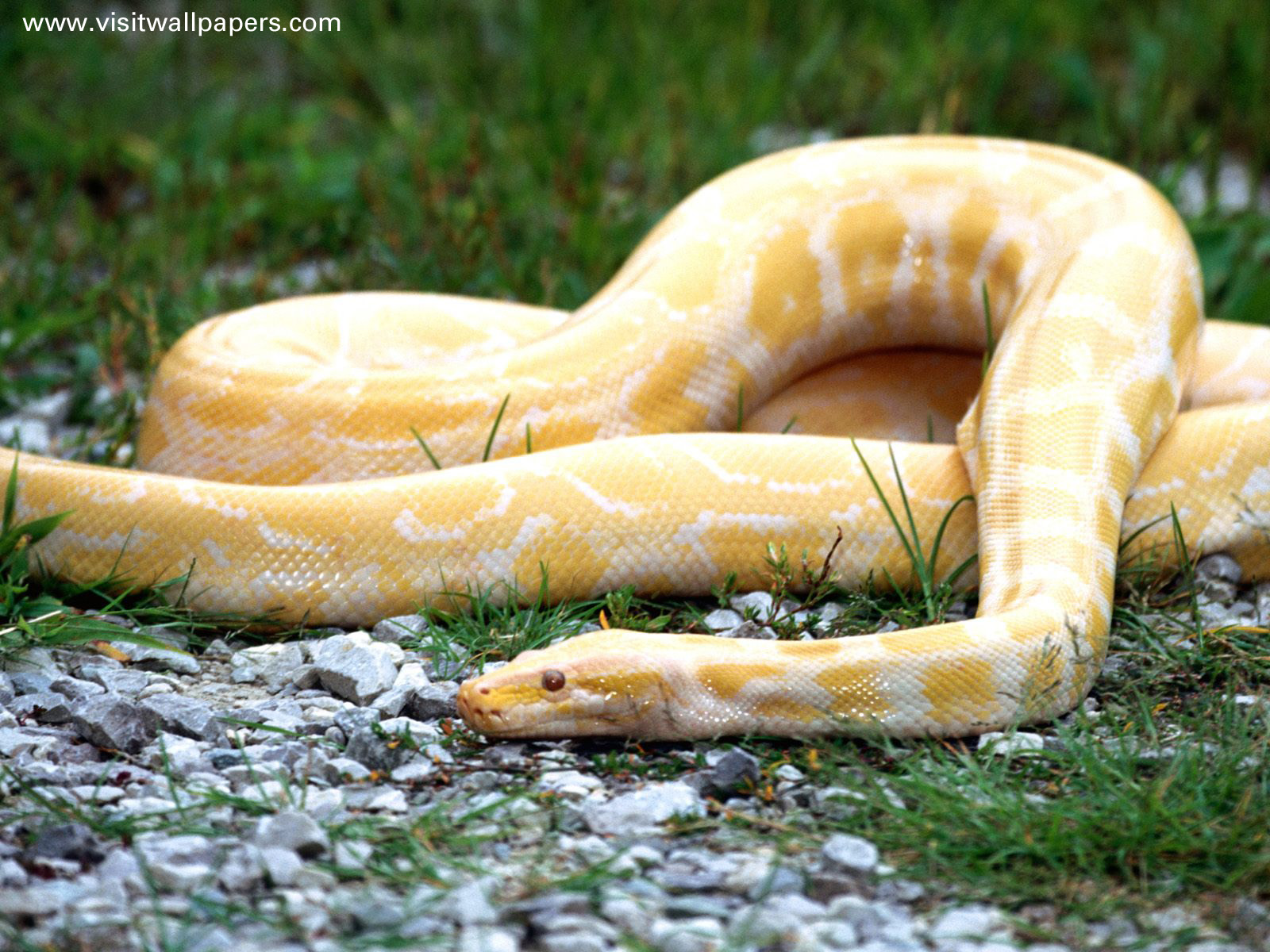 Animals_078