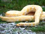 Animals_078