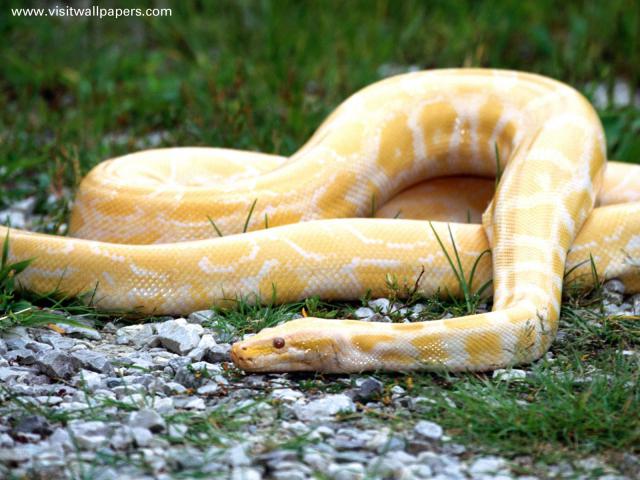Animals_078