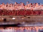 Animals_079