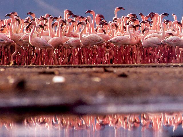 Animals_079