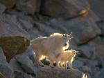 Animals_080