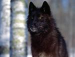 Animals_082