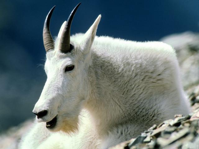 Animals_084