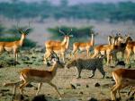 Animals_086