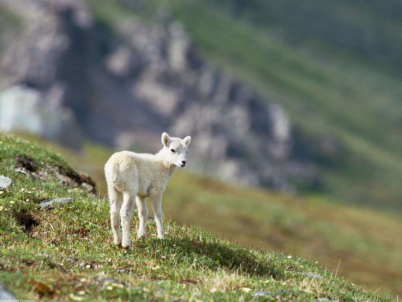 Animals_088