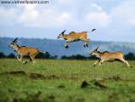 Animals_089
