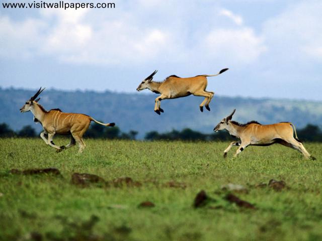 Animals_089