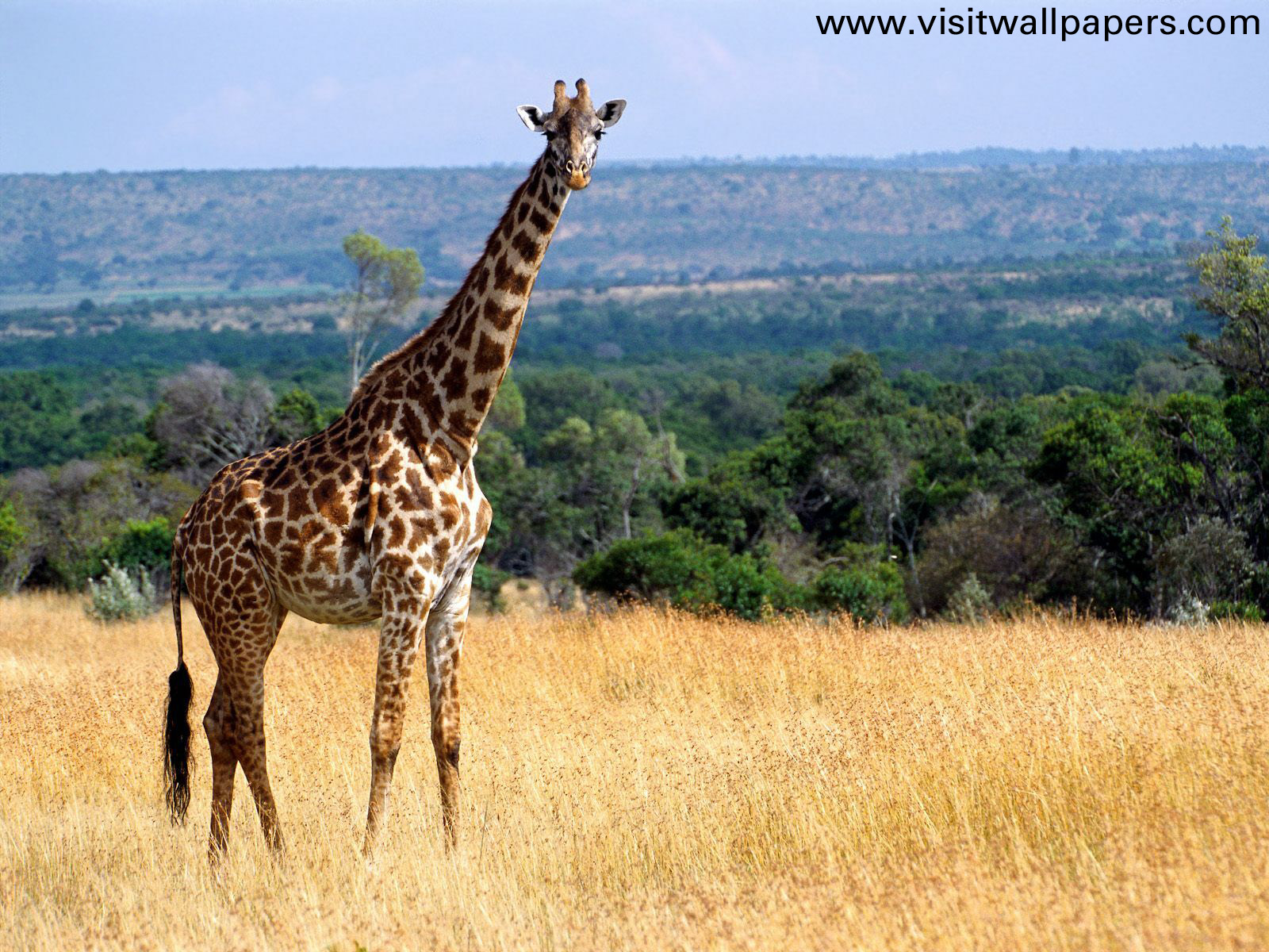 Animals_090