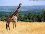 Animals_090