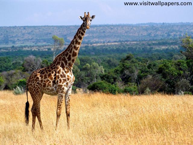 Animals_090