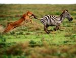 Animals_091