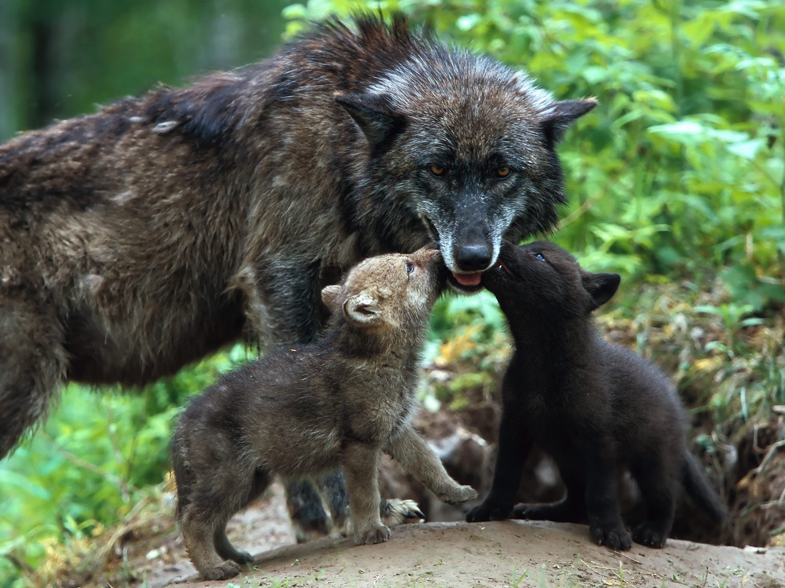 Timber_Wolves