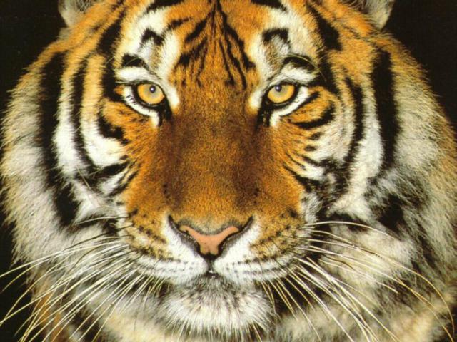Animals_093