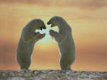 Animals_095