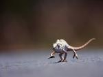 Animals_096