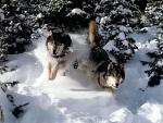 Animals_097