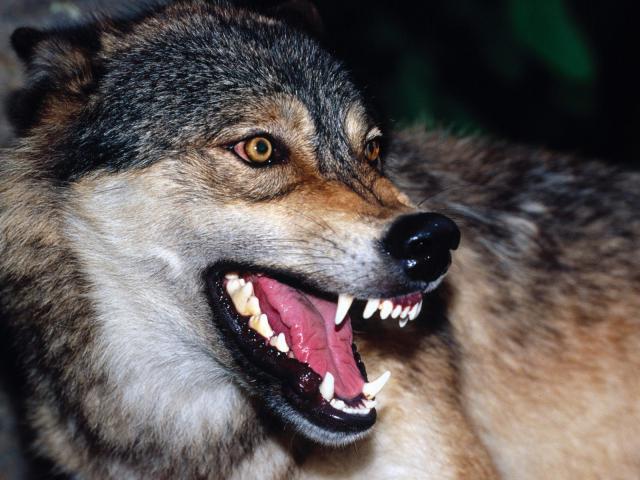 Animals_098