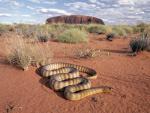 Animals_104