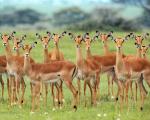 Animals_110