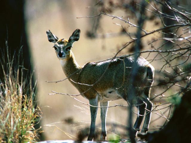 Animals_111